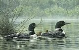 Reflections Wall Art - Northern Reflections - Loons